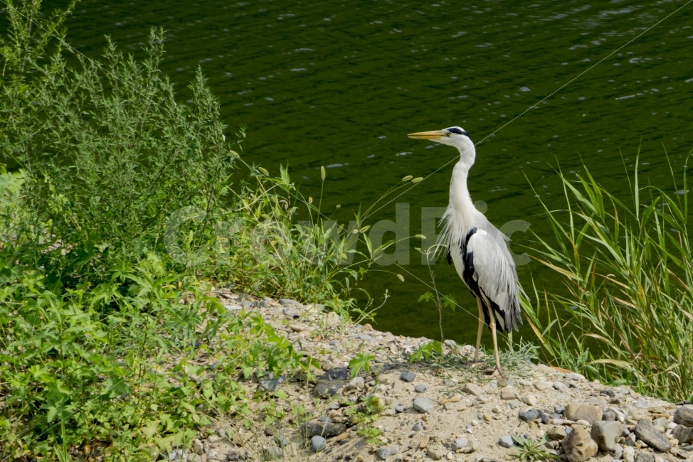 강물,공원,두루미,새,숲,십리대밭,여행,울산,조류,풍경,학,힐링,bird,동물,animal,조류,새,birds
