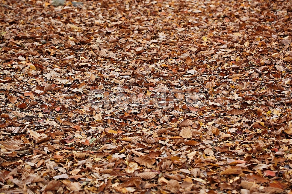 낙엽,단풍,가을,식물,자연,풍경,잎,나무잎,가을,계절,fall,autumn,season
