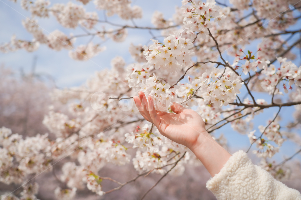 벚꽃,봄꽃,꽃,손,사람,신체일부,계절,자연,식물,사쿠라,감성,flower,nature,cherryblossom,봄,계절,spring,season