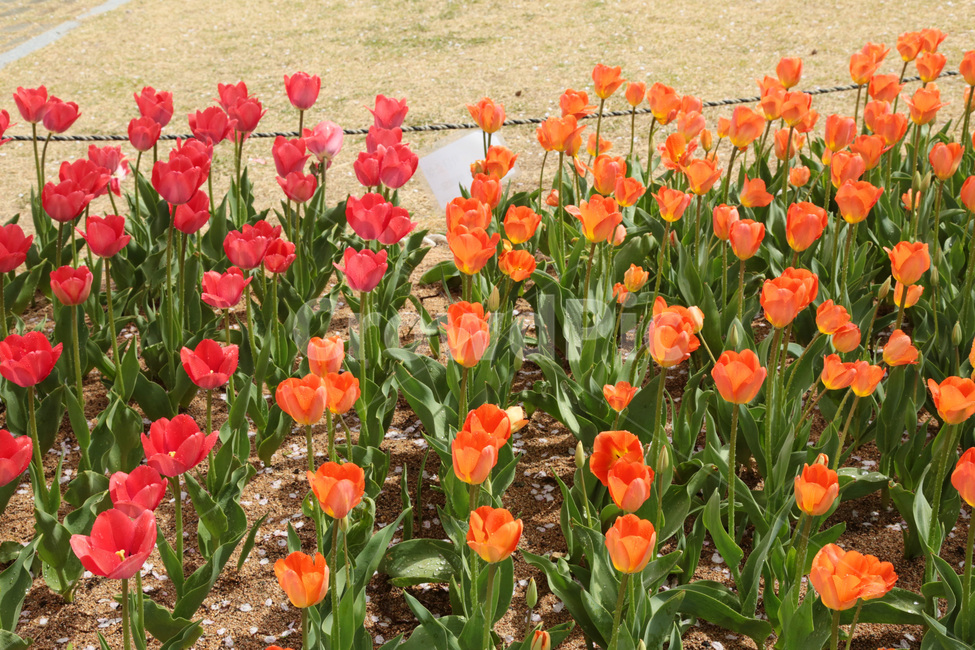 튤립,꽃밭,봄,tulip,꽃,flower,식물,plant,빨강,주황,red
