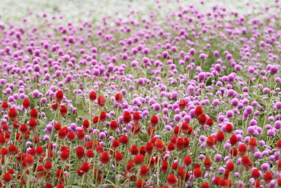 꽃,식물,천일홍,자연,감성사진,식물,자연,plants,nature,꽃,flower