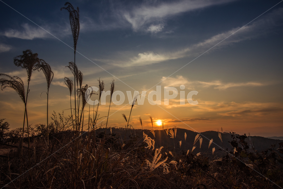 grass,plant,식물,lawn,잔디,일몰,구름,갈대,산,mountain,sunset,sundown,옥외,가을,계절,fall,autumn,season