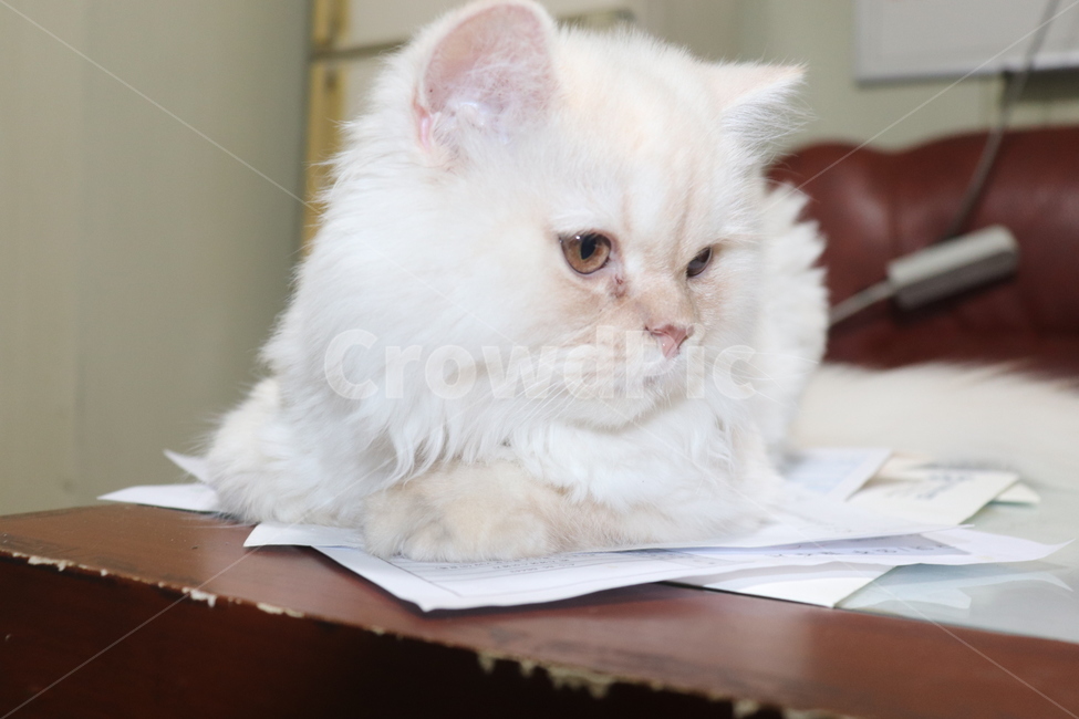 고양이,동물,야옹이,댕댕이,귀여운,동물,animal,포유류,mammal,고양이,cat,kitten,kitty
