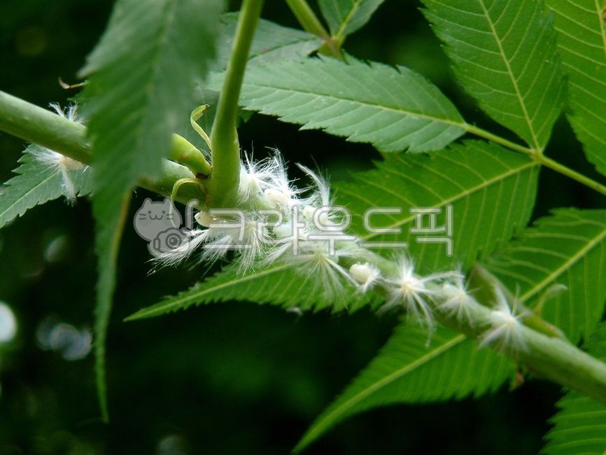 뽕나무이,나무이과,뽕나무이속,mori,동물,animal,곤충,insect,무척추동물,invertebrate,절지동물,잎,leaf