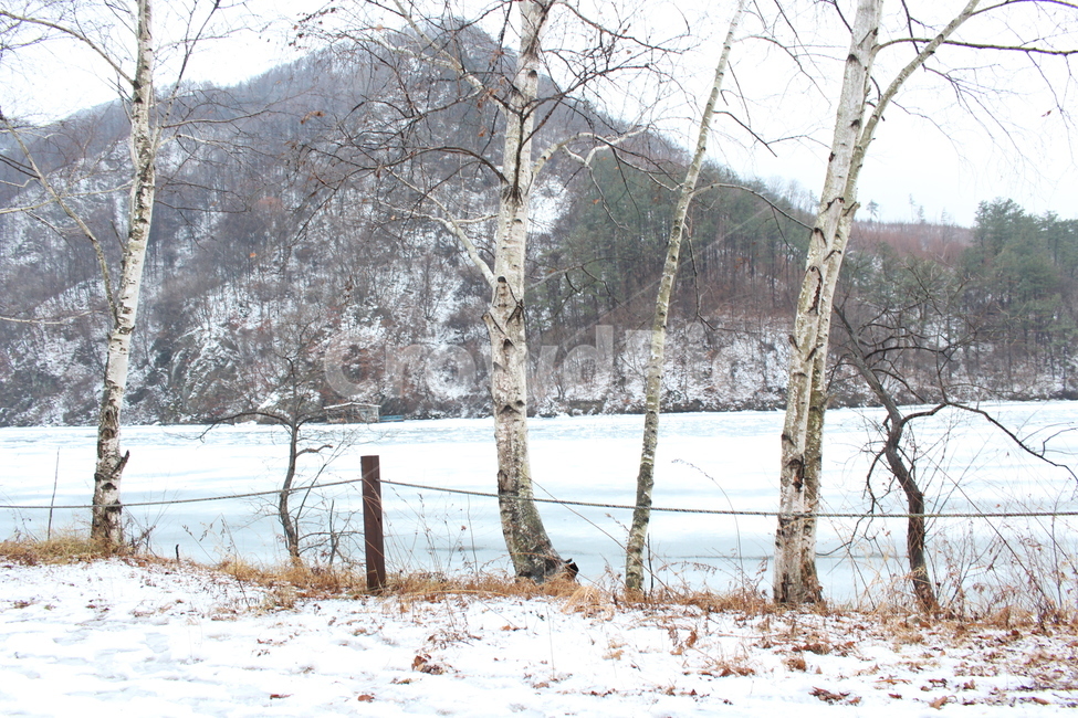 강,호수,겨울,겨울강,겨울풍경,강원도,눈,추위,나무,tree,plant,식물,winter,겨울,계절,winter,season,자연,풍경,nature,landscape