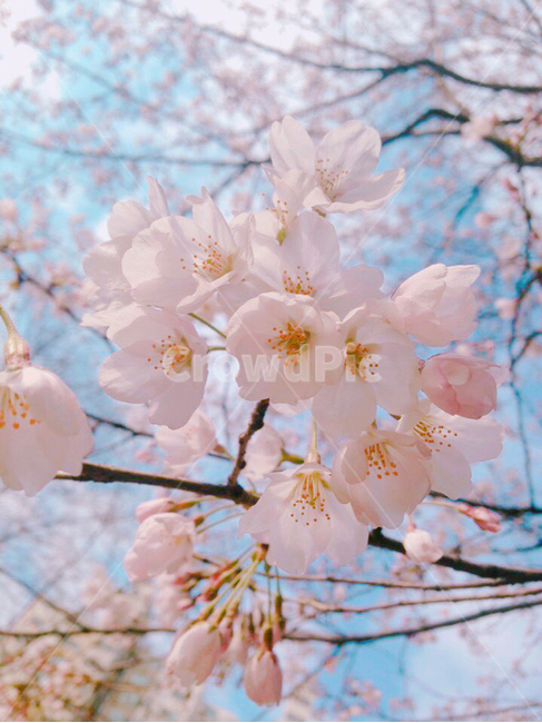 봄,꽃,벚꽃,식물,계절,백그라운드,분홍색꽃,핑크색,예쁜,화사한,화려한,아름다운,3월,4월,봄꽃,spring,flowers,blossom,봄,계절,spring,season,식물,자연,plants,nature,꽃,flower,plant,cherry blossom