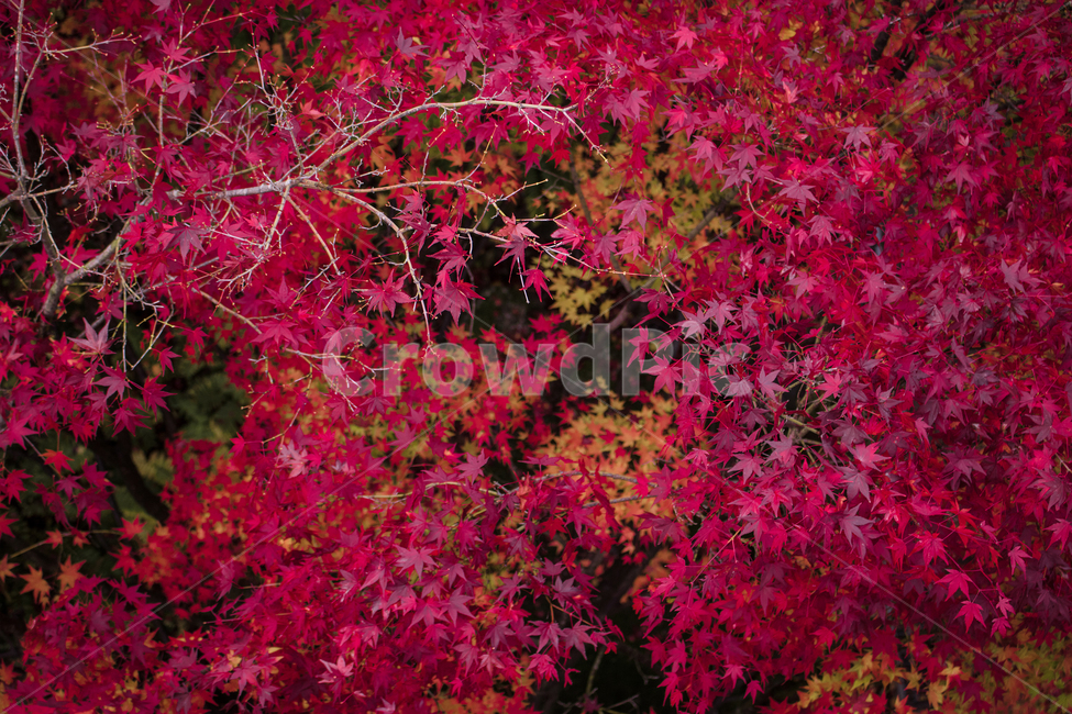 leaf,잎,plant,식물,tree,나무,red,fall,autumn,가을,maple,단풍,낙엽,가을,계절,fall,autumn,season