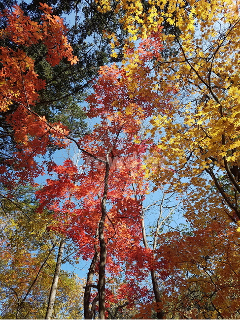 자연,가을,fall,leaf,잎,plant,식물,tree,나무,maple,단풍,노랑,빨강,가을,계절,fall,autumn,season,자연,풍경,nature,landscape