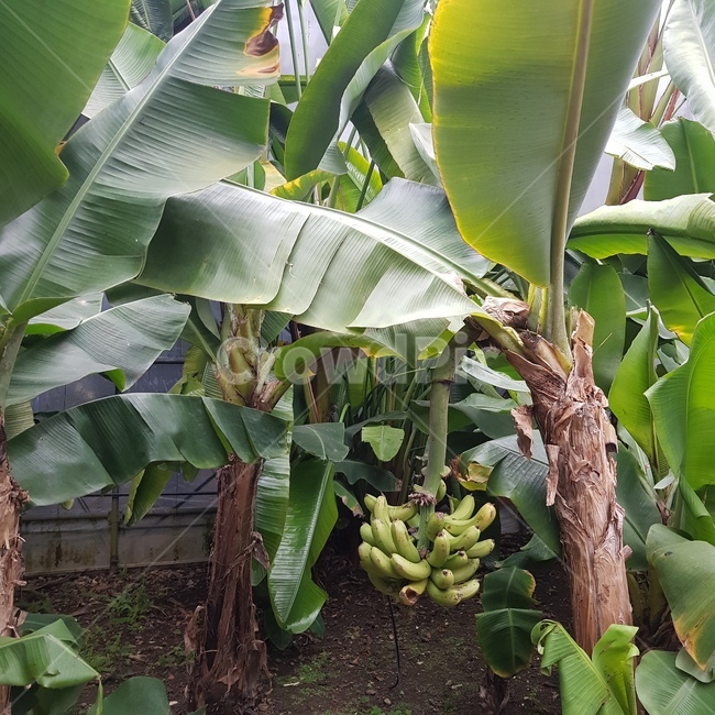 바나나,바나나나무,bananatree,banana,나무,식물,자연,plants,nature