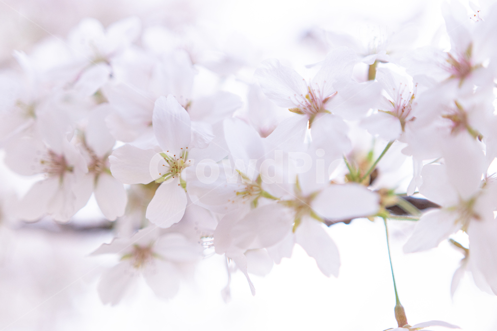 벚꽃,4월,cherryblossom,꽃,봄,spring,april,flower,plant,식물,자연,화사함,봄,계절,spring,season