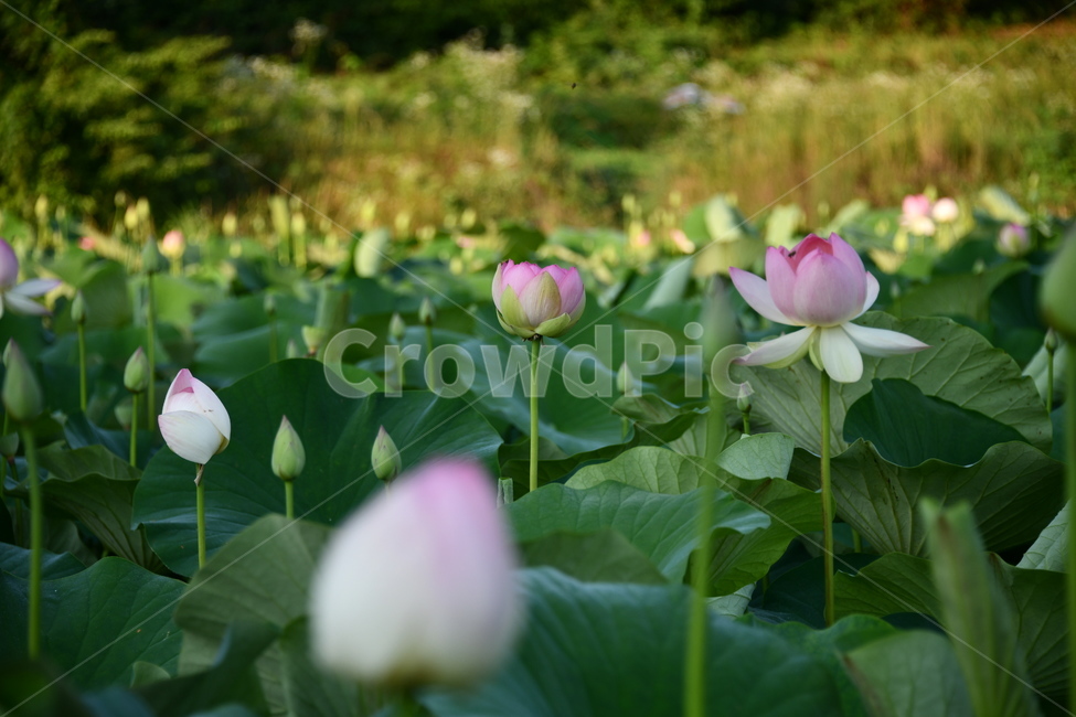 연곷,꽃,접사,연꽃밭,식물,자연,plants,nature,flower,분홍색,핑크색,연잎