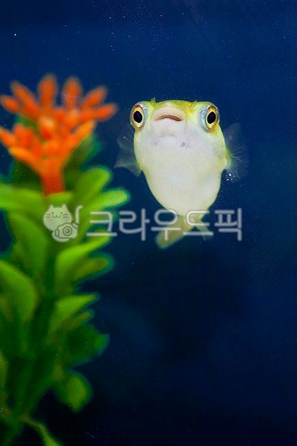 물고기,fish,해수어,복어,미니복어,관상어