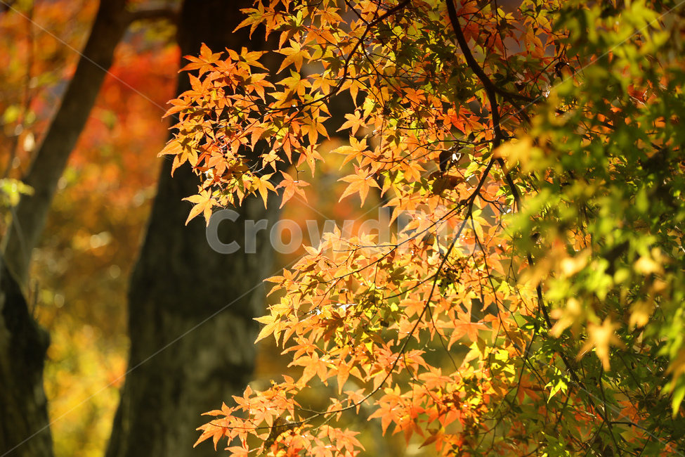 가을,자연,낙엽,풍경,단풍,가을,계절,fall,autumn,season,leaf,잎,plant,식물,tree,나무,maple