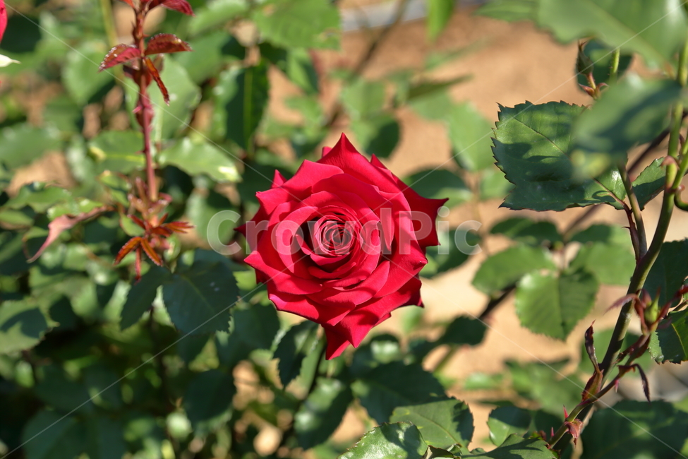 장미,장미꽃,빨간장미,분홍장미,rose,flower,아름다움,5월,6월