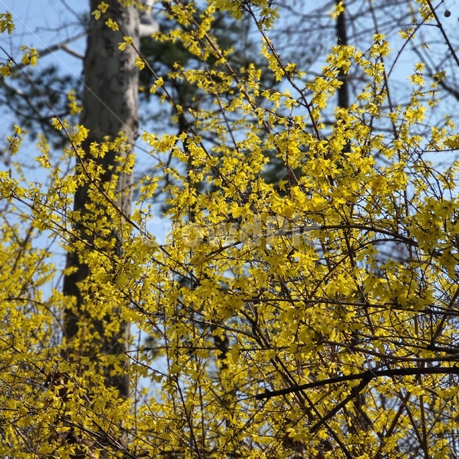 식물,봄,spring,개나리,꽃,flower