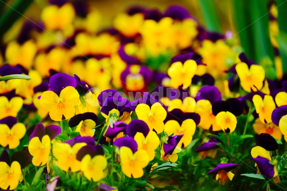 꽃,봄,노랑,식물,풍경,감성,보라,자연,flower,녹색,식물,자연,plants,nature,꽃,flower