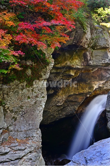 waterfall,폭포,water,물,nature,자연,river,강,outdoors,옥외,plant,식물,leaf,잎,강원도,인제,상남,용소폭포,단풍,추색,낙엽,단풍잎,자연,풍경,nature,landscape