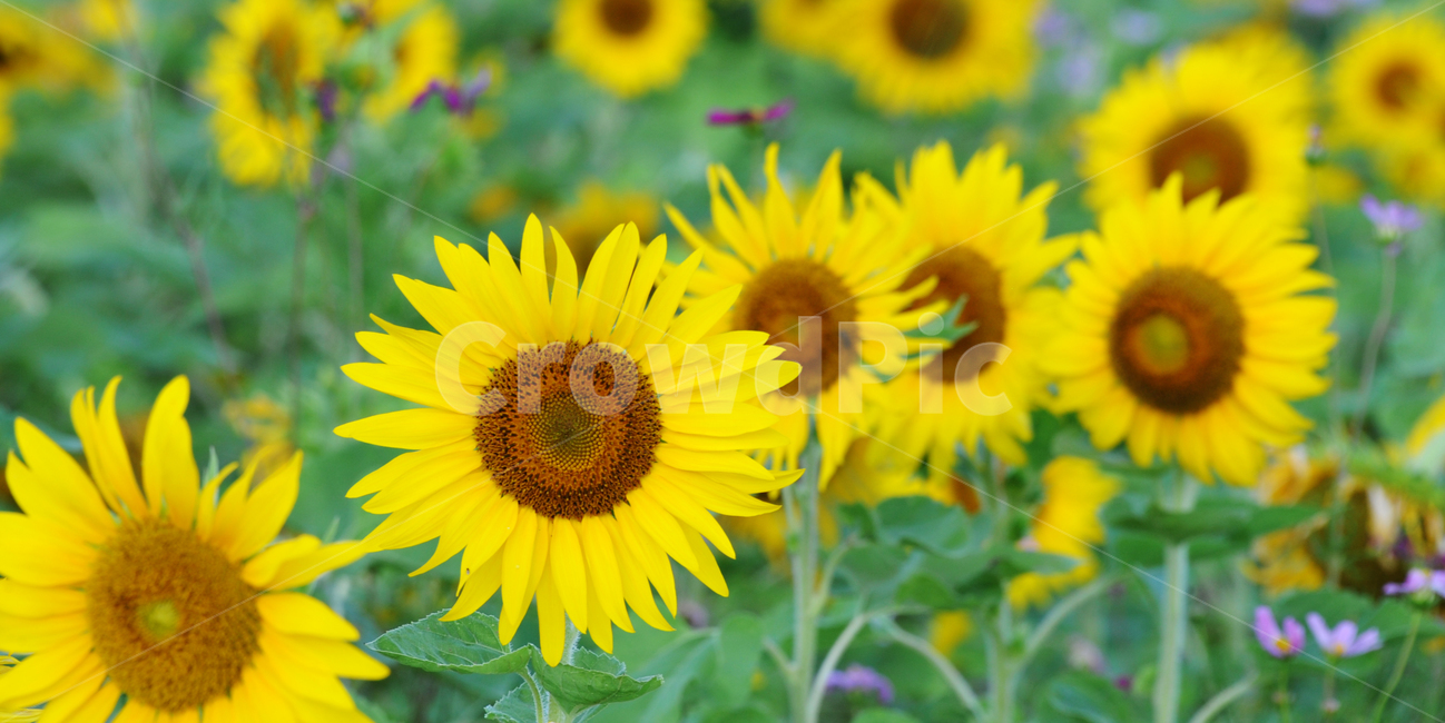 해바라기,여름,아름다움,노란색,풍경,식물,자연,plants,nature,꽃,flower