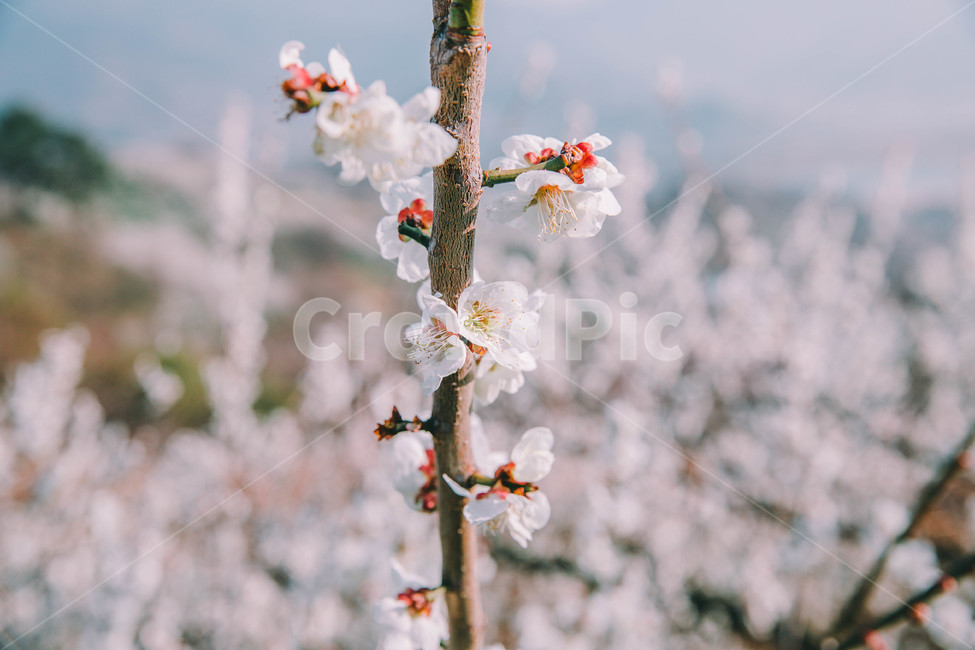 매화,나무,하늘,파란하늘,꽃봉오리,봄,봄날,봄풍경,봄꽃,감성,spring,flower,봄길,산책,봄나들이,식물,꽃,초록,언덕,매화마을,광양,계절,season,자연,풍경,nature,landscape,한국자연풍경,한국자연경관,koreanaturelandscape,시골,마을,country,ruraltown,한국전통,한국문화,koreantraditional,koreanculture,매화꽃,광양매화마을,봄,계절,spring,season,식물,자연,plants,nature,꽃,flower,plant