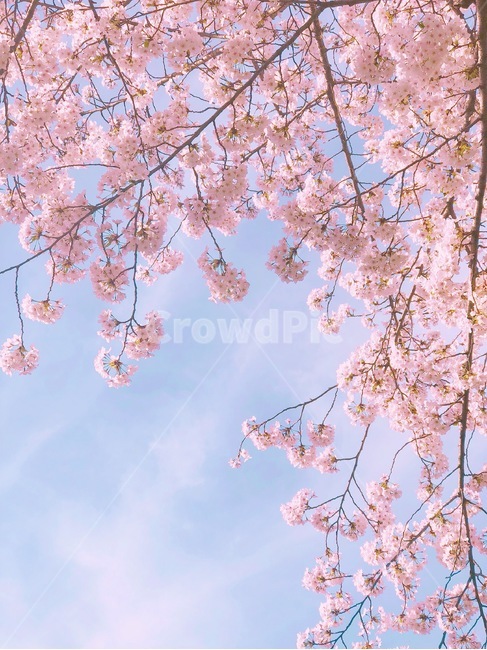 벚꽃,봄,벚나무,분홍,하늘,봄,계절,spring,season,식물,자연,plants,nature,꽃,flower,plant,blossom,cherry blossom