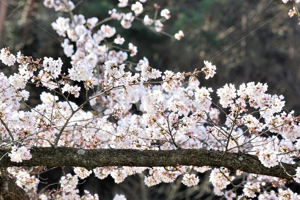 벚꽃,봄,꽃,나무,자연,식물,예쁨,아름다움,하얀색,분홍색,감성,느낌,nature,flower,spring,white,pink,beauty,emotion,feeling,tree,봄,계절,spring,season,꽃,flower,plant,blossom