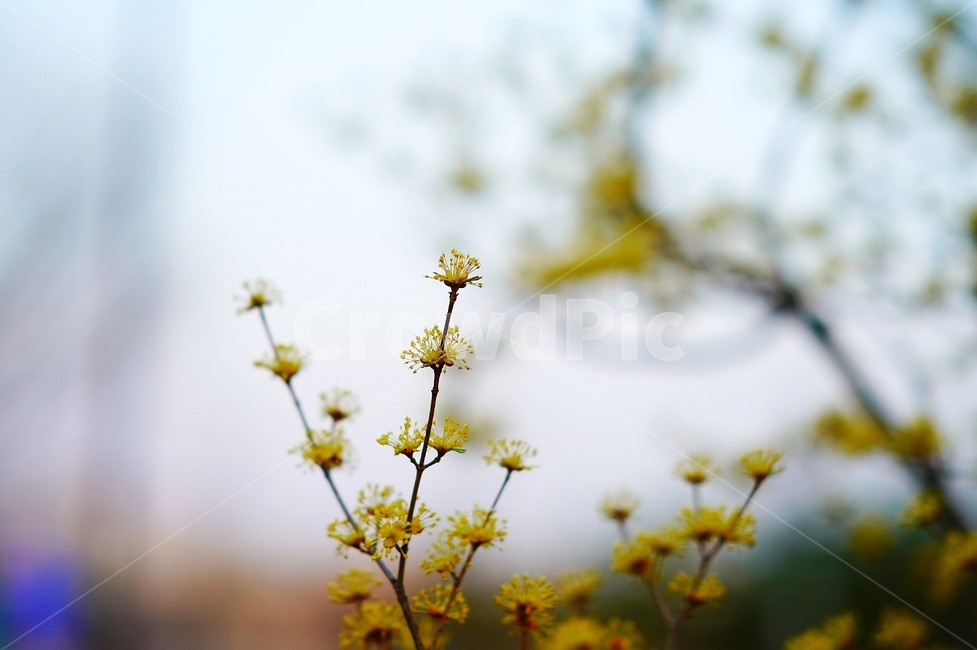 plant,flower,식물,꽃,산수유,corni