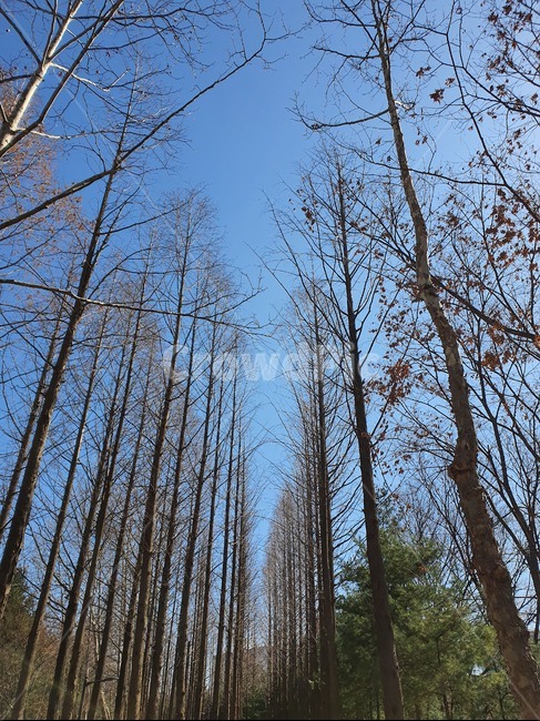 나무,하늘,겨울,나뭇가지,자연,풍경,tree,plant,treetrunk,나무줄기