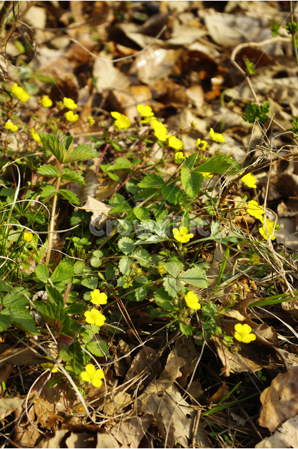 풍경,식물,flower,꽃,양지꽃,노란꽃,식물,자연,plants,nature,꽃,flower