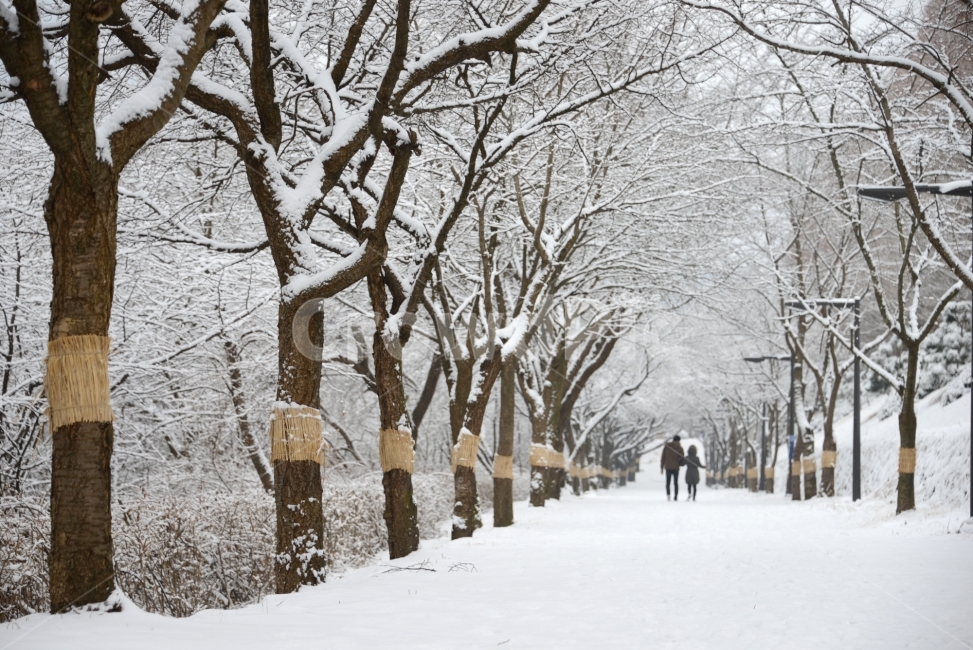 겨울이미지,데이트,벚꽃길데이트,아름다운길,설경,겨울,계절,winter,season,자연,풍경,nature,landscape,식물,plants,나무,trees,wood,outdoors,옥외,tree,plant