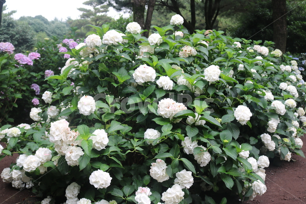 자연,꽃,flower,수국,흰색,나무,색깔,색상,색감,배경화면,배경