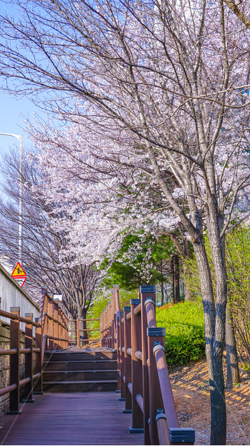 벚꽃,cherryblossom,blossom,꽃,flower,풍경,handrail,난간,banister,plant,식물,봄,spring,봄,계절,spring,season