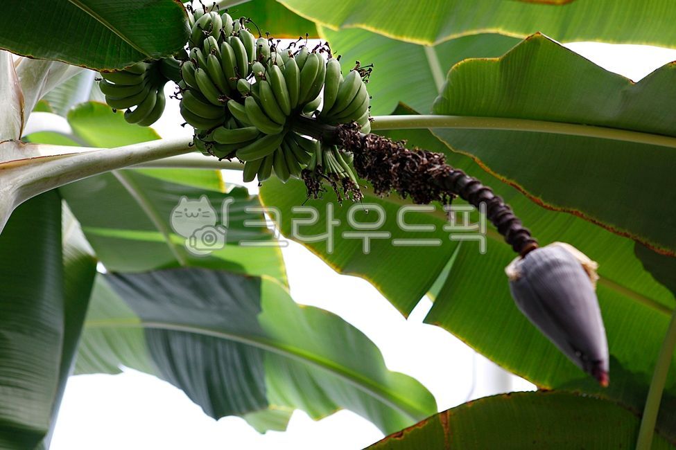 banana,cluster,Fruit,nature,fruit,greenhouse,Botanical garden,inside,leaf,food,plant,tropical plants,tropical fruit,banana tree
