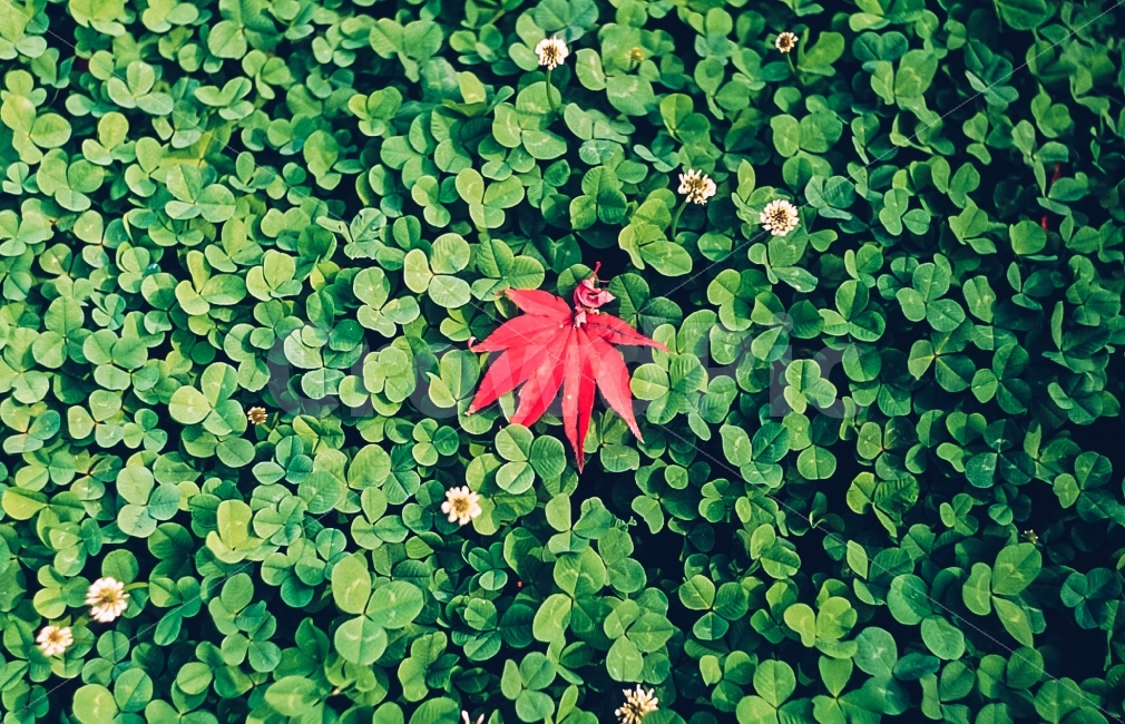 빨강,녹색,Red,green,포인트,식물,자연,plants,nature,감성,sensible,feeling