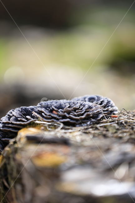 봄,꽃,봄축제,하동,버섯,버섯,mushroom