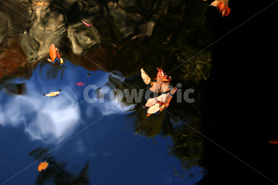 호수,감성,자연,가을,낙엽,색감,water,물,잎,leaf,식물,plant,반사,하늘,구름,오후,야외,가을,계절,fall,autumn,season