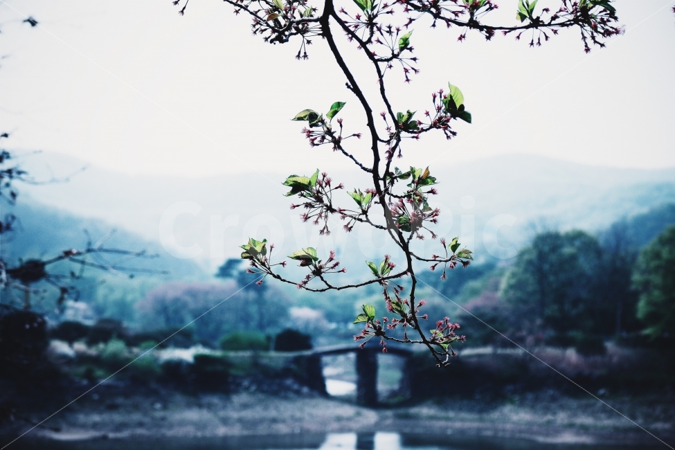 나무,꽃,호수,풍경,새벽,고요,다리,식물,자연,plants,nature,꽃,flower,감성,sensible,feeling