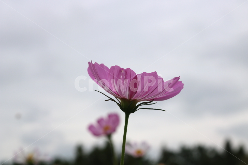 꽃,코스모스,코스모스꽃,식물,자연,풍경,가을,분홍꽃,국화과,식물,자연,plants,nature,꽃,flower