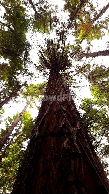 포레스트,숲,나무,멜버른,레드우드,풍경,식물,자연,plants,nature,나무,trees,wood
