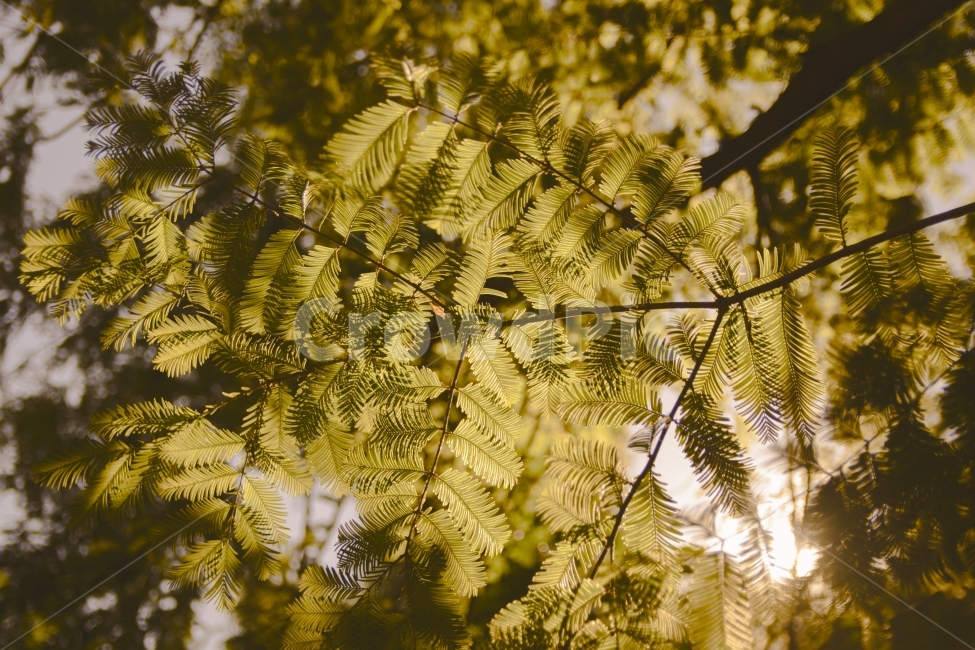 나무,노을,따듯한,환상,사랑,식물,자연,plants,nature,감성,sensible,feeling,휴식,힐링,rest,relaxation,healing