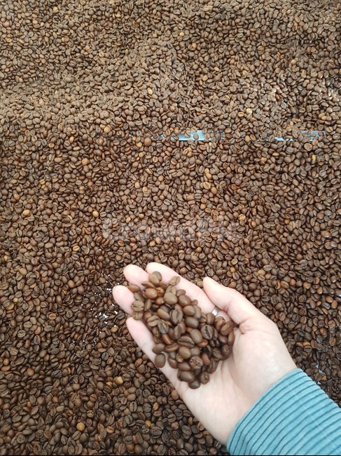 원두,원두콩,로스팅,커피,coffee,식물,커피,카페,coffee,cafe
