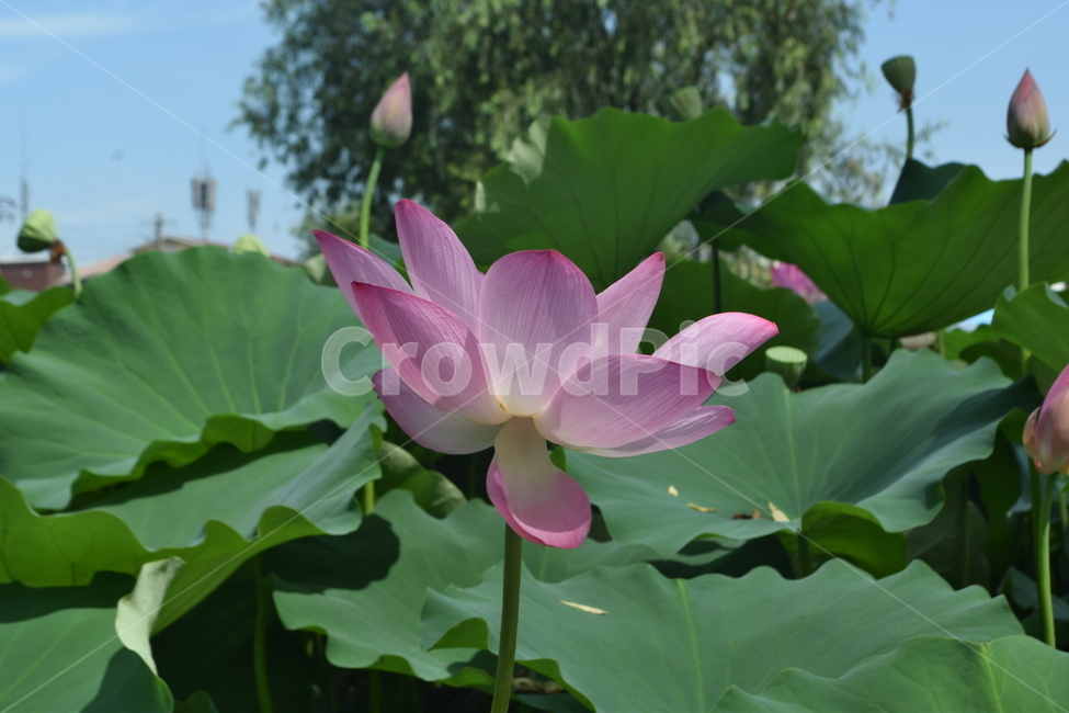 활짝핀,어여쁜모습,화려한,고풍스러운,푸르른하늘,식물,자연,plants,nature,꽃,flower