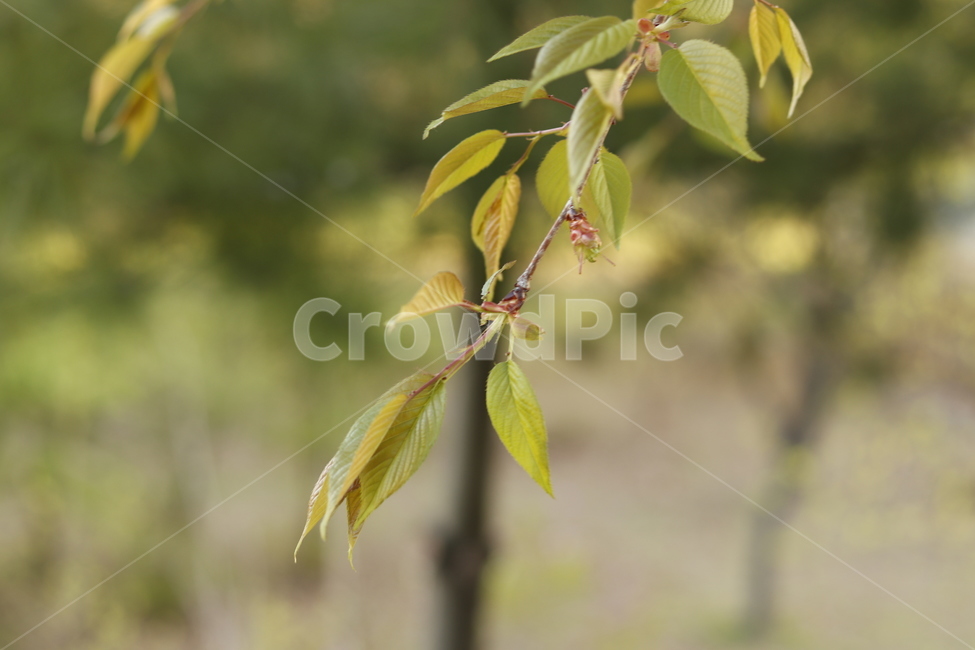 나무,나뭇잎,tree,leaf,녹색,green,잎사귀,잎