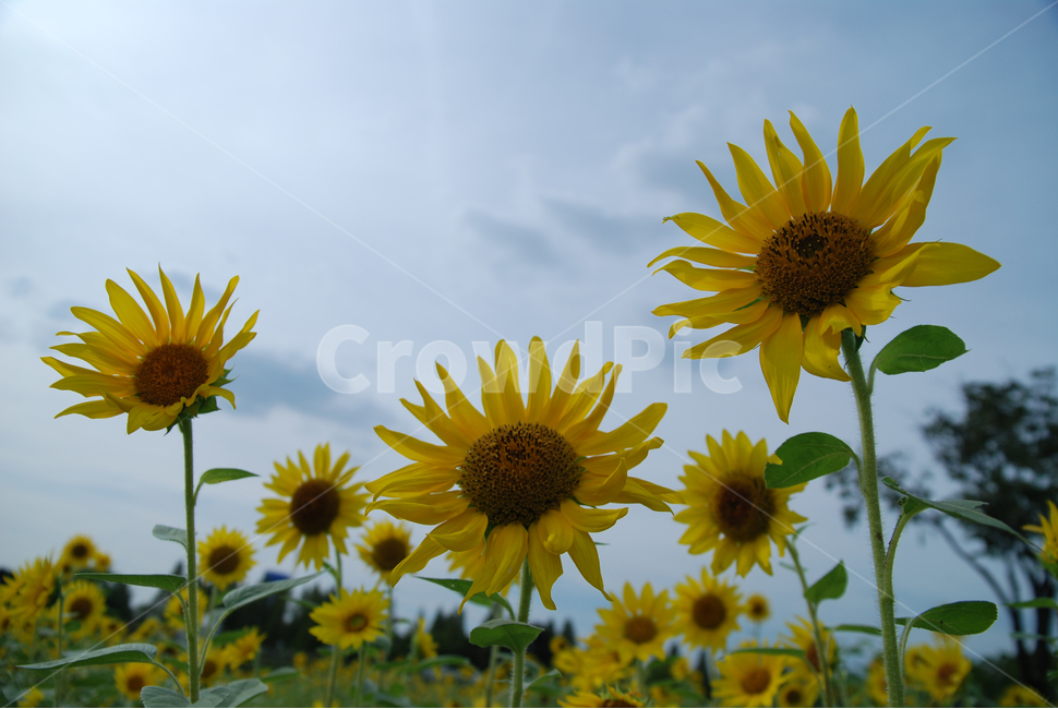해바라기,가을,가을꽃,노랑꽃,계절,여름,계절,summer,season,가을,fall,autumn,식물,자연,plants,nature,꽃,flower,plant,blossom