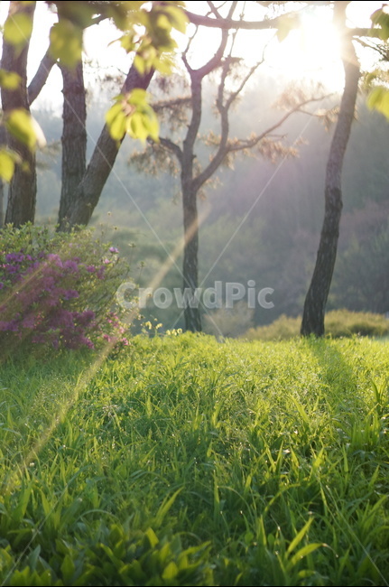 봄,아침,빛내림,빛비침,따스함,나무,자연,풍경,nature,landscape,식물,plants,나무,trees,wood,휴식,힐링,rest,relaxation,healing,field,들,outdoors,옥외,grassland,목초지