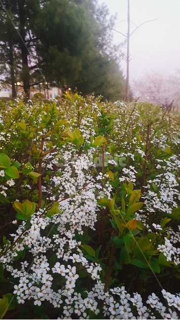 흰꽃,잔꽃,나무,숲,싱그러움,초록