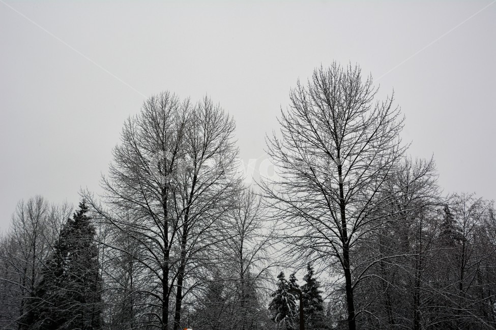 겨울,설경,나무,크리스마스,자연,캐나다,겨울,계절,winter,season,자연,풍경,nature,landscape,식물,plants,나무,trees,wood,tree,plant,fir,전나무