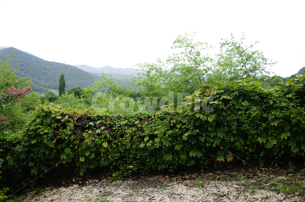 식물,plant,담장,넝쿨,나무,풍경,식물,자연,plants,nature
