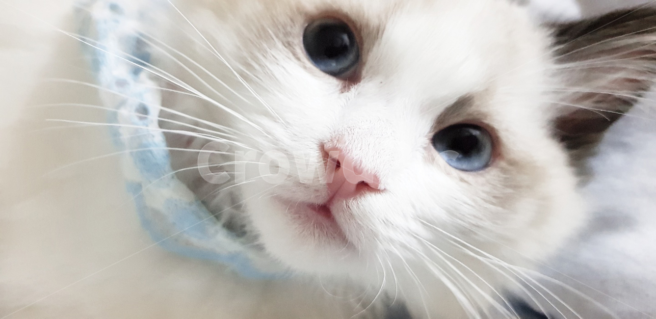 랙돌눈색,렉돌,아기랙돌얼굴,아기고양이,고양이,cat,regdoll,동물,animal,포유류,mammal,고양이,cat,kitten,kitty