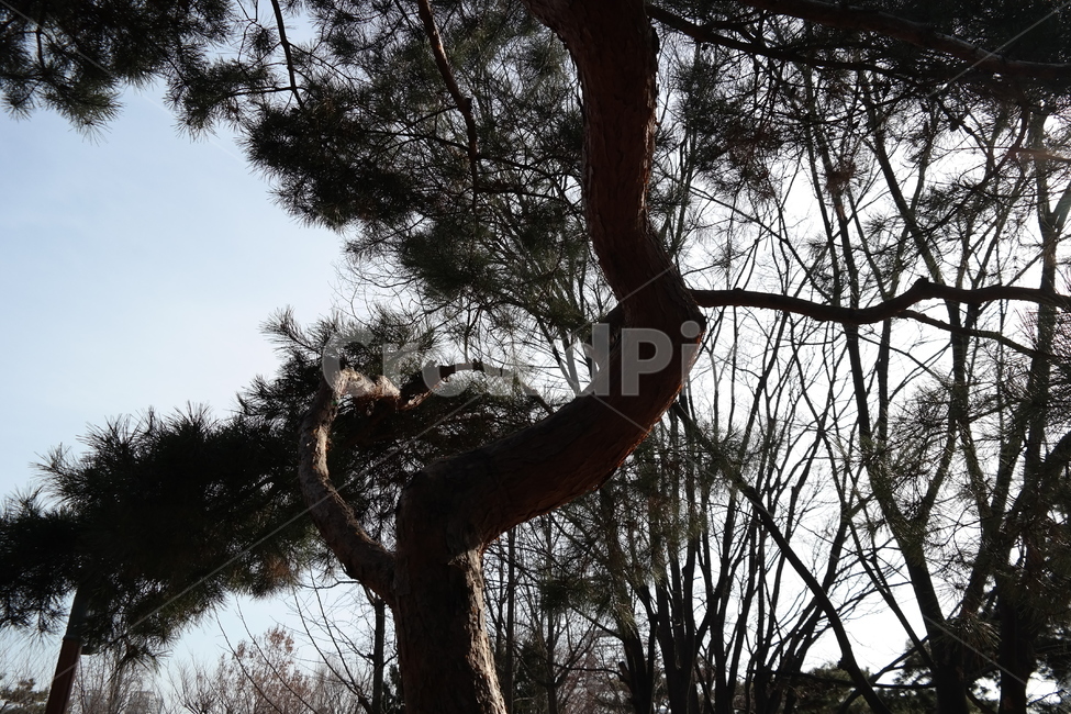 나무,trees,tree,나뭇잎,소나무,공원,park,식물,자연,plants,nature,나무,trees,wood