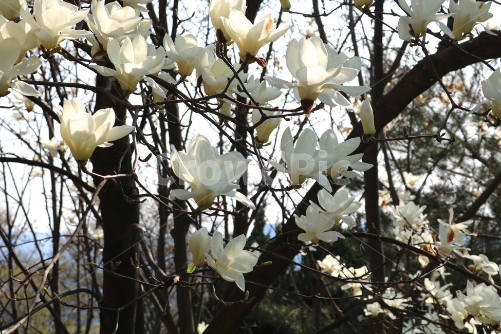 목련,꽃,목련꽃,나무,식물,흰꽃,봄,자연,식물,자연,plants,nature,꽃,flower